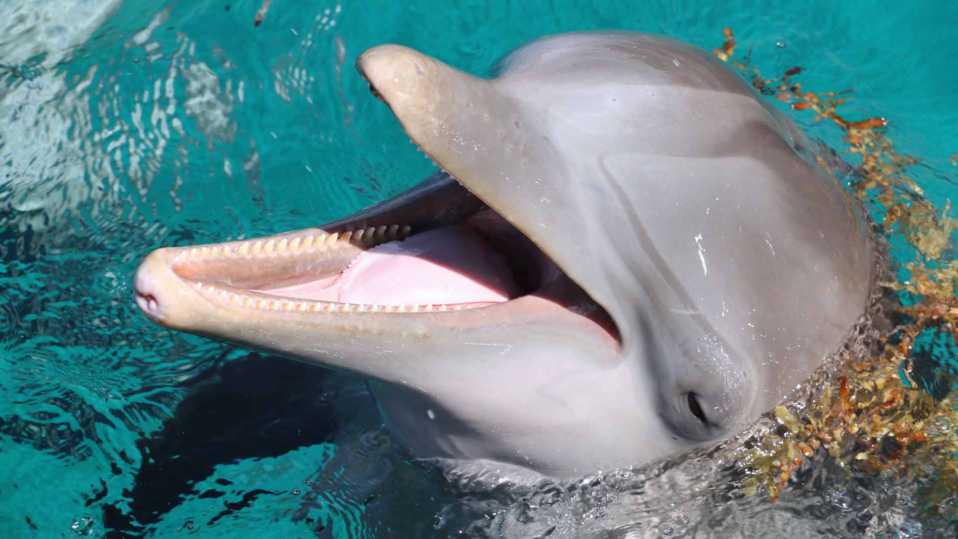 I delfini amano interagire con gli umani