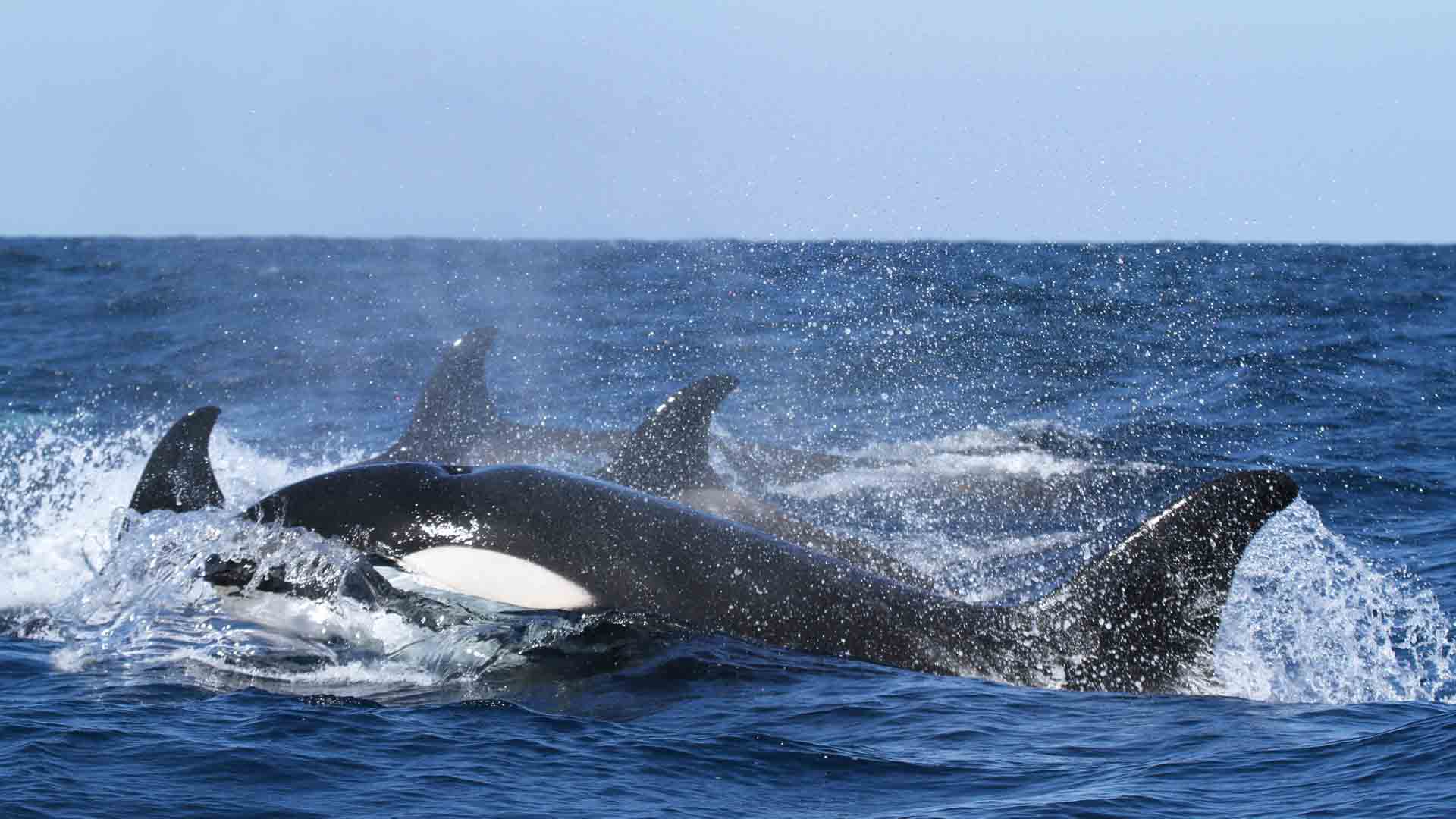 Le orche comunicano con un canto degli abissi