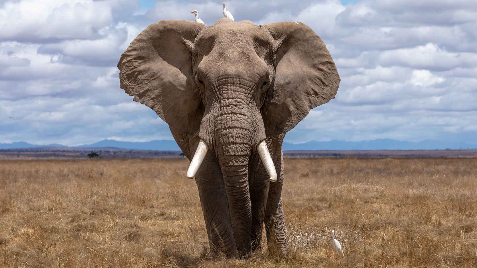 Gli elefanti sono prede dei bracconieri in Africa