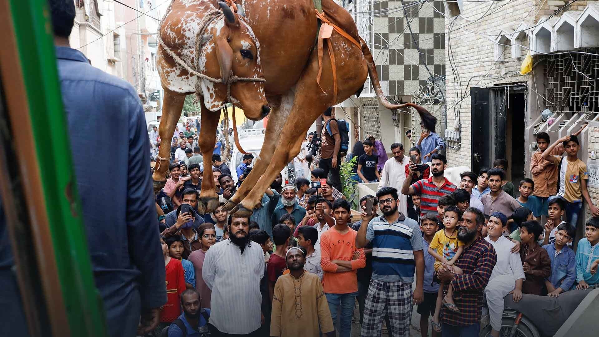 Gli animali sacrificati al festival di Eid al-Adha in Pakistan