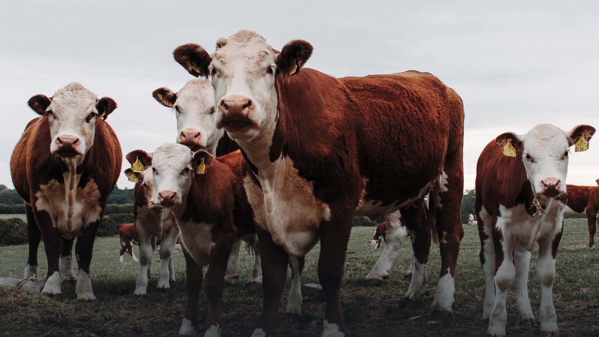 «Non mangiare più carne potrebbe salvare il pianeta». Il nuovo studio